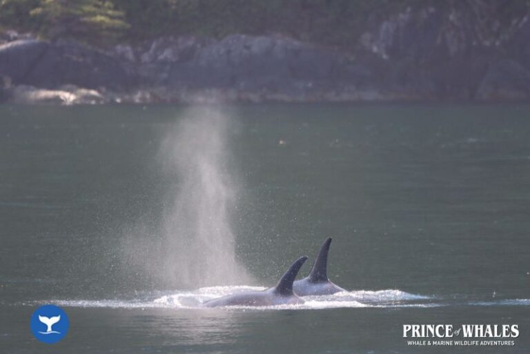 04 Prince Of Whales Whale Watching Telegraph Cove 2026 08 13 14 42 15 000 Hajja