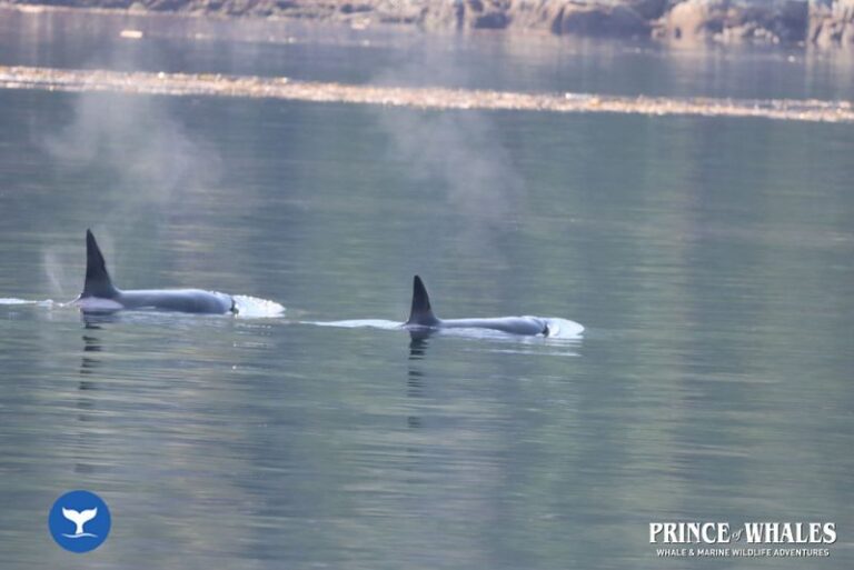 09 Prince Of Whales Whale Watching Telegraph Cove 2026 08 14 11 26 51 000 Hay64