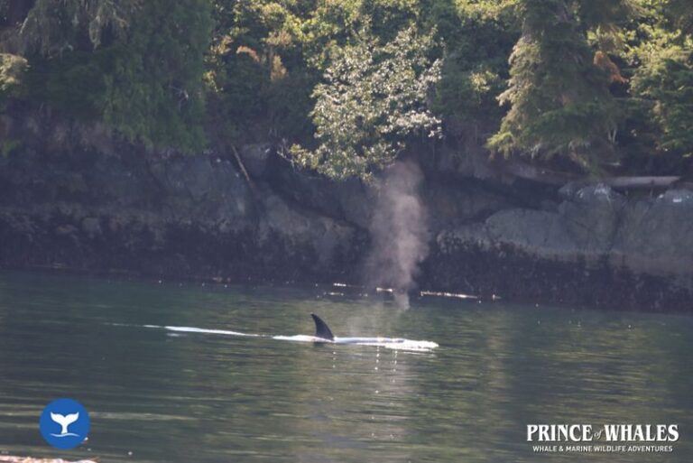 14 Prince Of Whales Whale Watching Telegraph Cove 2026 08 14 11 41 51 000 Hay8e