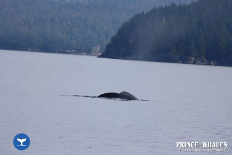 15 Prince Of Whales Whale Watching Telegraph Cove 2026 08 14 12 15 27 000 Hay8m