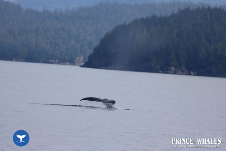 17 Prince Of Whales Whale Watching Telegraph Cove 2026 08 14 12 15 27 000 Hay8r