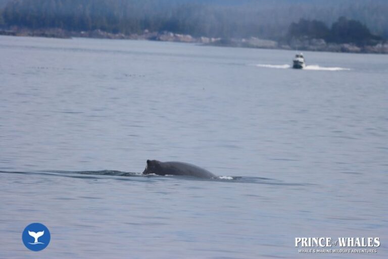 20 Prince Of Whales Whale Watching Telegraph Cove 2026 08 14 12 21 41 000 Hay95