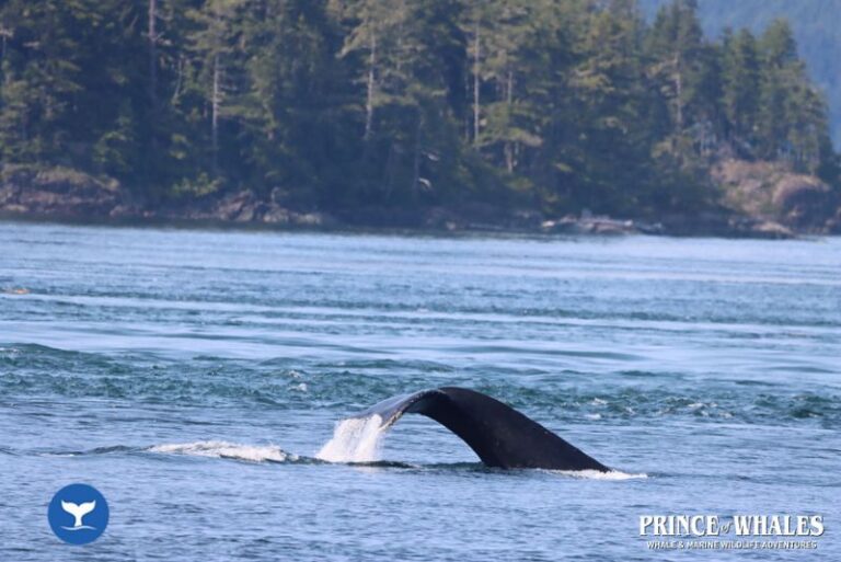 21 Prince Of Whales Whale Watching Telegraph Cove 2026 08 13 15 35 09 000 Hajlt