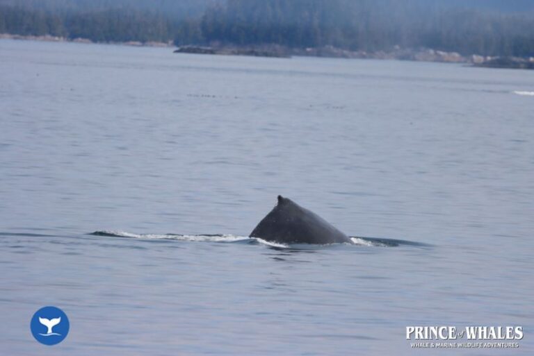 21 Prince Of Whales Whale Watching Telegraph Cove 2026 08 14 12 21 43 000 Hay98