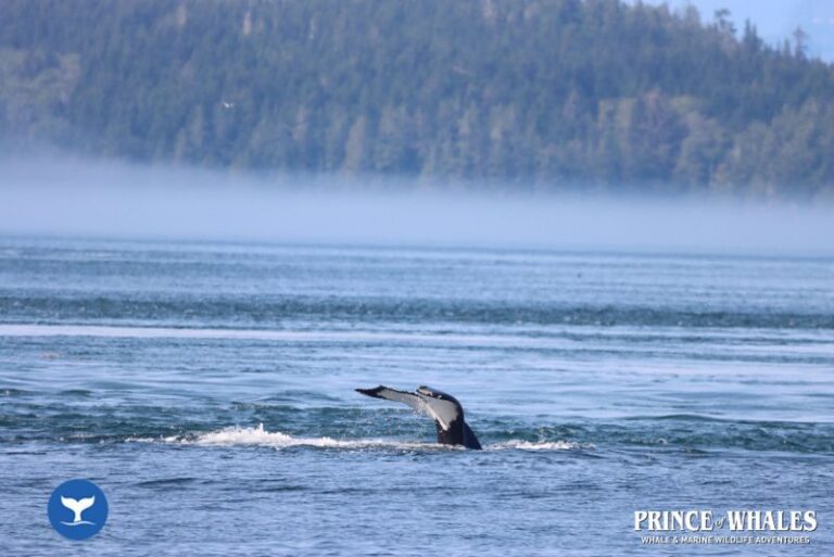 22 Prince Of Whales Whale Watching Telegraph Cove 2026 08 13 15 35 42 000 Hajma