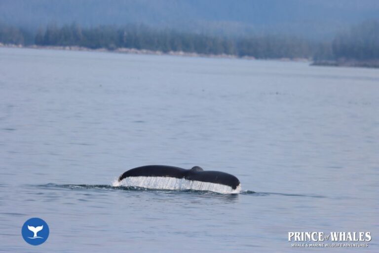 22 Prince Of Whales Whale Watching Telegraph Cove 2026 08 14 12 21 45 000 Hay9c