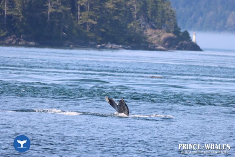 27 Prince Of Whales Whale Watching Telegraph Cove 2026 08 13 15 35 10 000 Hajm9