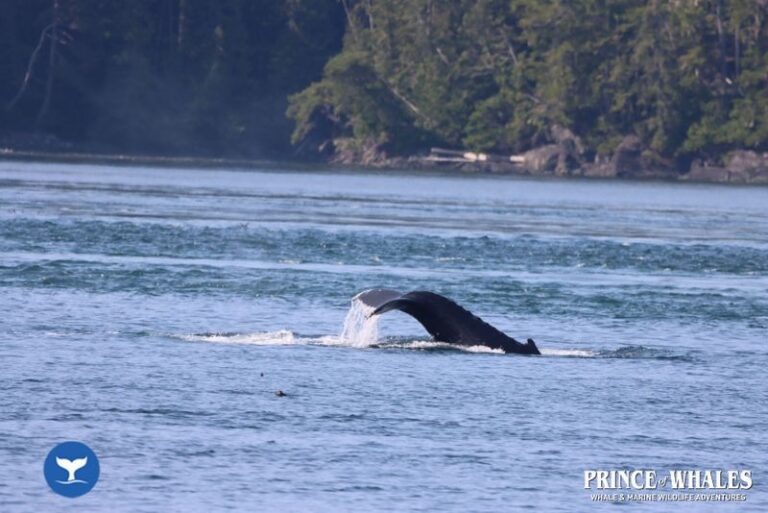 28 Prince Of Whales Whale Watching Telegraph Cove 2026 08 13 15 46 55 000 Hajmi