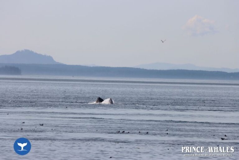 31 Prince Of Whales Whale Watching Telegraph Cove 2026 08 13 16 03 35 000 Hajmo
