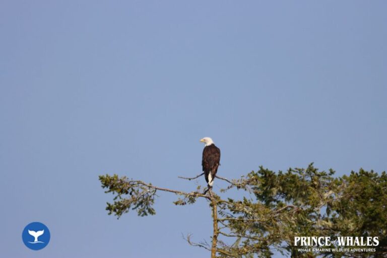 34 Prince Of Whales Whale Watching Telegraph Cove 2026 08 13 16 30 29 000 Hajmt