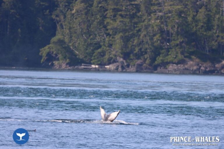 35 Prince Of Whales Whale Watching Telegraph Cove 2026 08 13 15 46 56 000 Hajmn