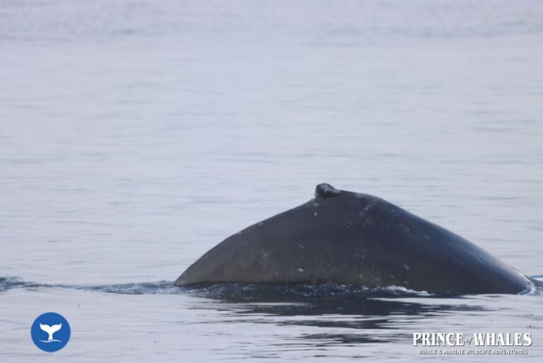 02 Prince Of Whales Whale Watching Telegraph Cove 2026 08 19 12 04 38 000 Hd74j