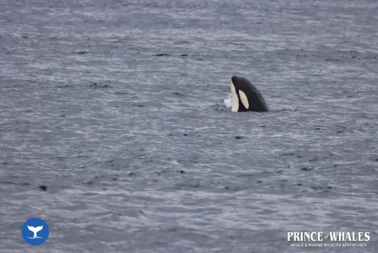 04 Prince Of Whales Whale Watching Telegraph Cove 2026 07 31 10 56 13 000 H3r41