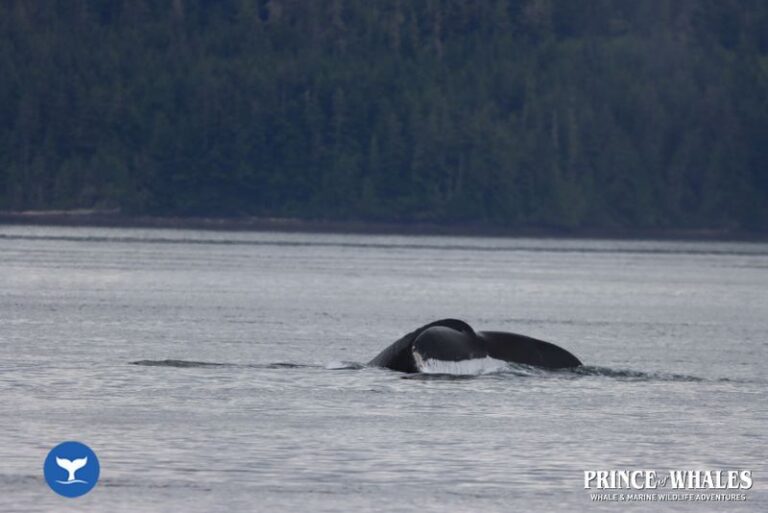 04 Prince Of Whales Whale Watching Telegraph Cove 2026 08 01 10 48 08 000 H47xt
