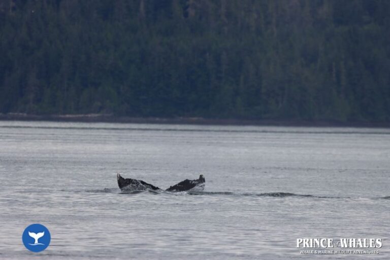 08 Prince Of Whales Whale Watching Telegraph Cove 2026 08 01 10 48 10 000 H47z1