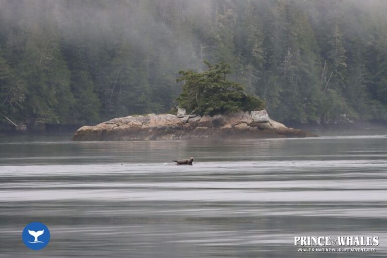 08 Prince Of Whales Whale Watching Telegraph Cove 2026 08 18 11 48 23 000 Hcrrz