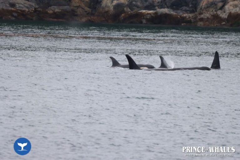 09 Prince Of Whales Whale Watching Telegraph Cove 2026 07 31 11 34 46 000 H3r4s