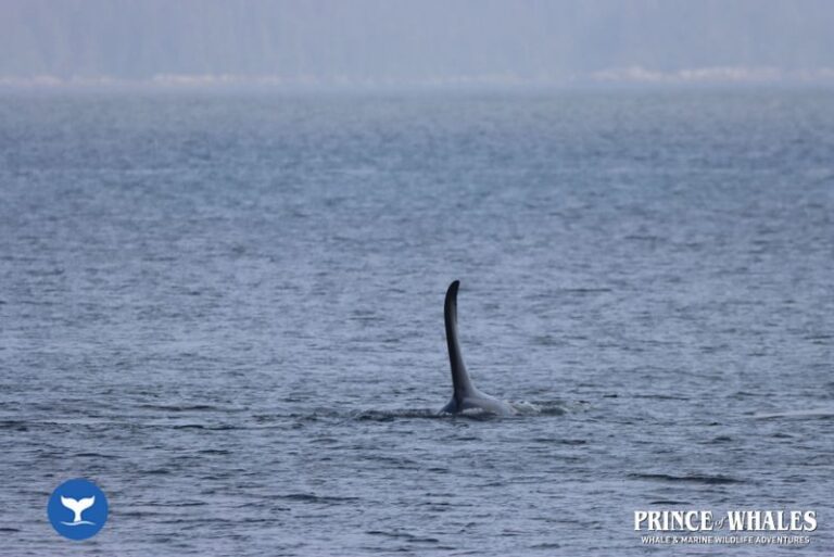 09 Prince Of Whales Whale Watching Telegraph Cove 2026 08 19 11 18 19 000 Hd71q