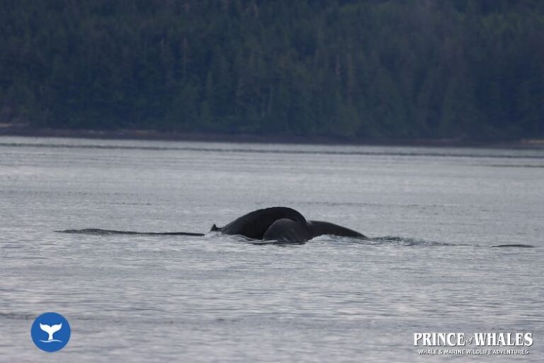 10 Prince Of Whales Whale Watching Telegraph Cove 2026 08 01 10 48 08 000 H47xp