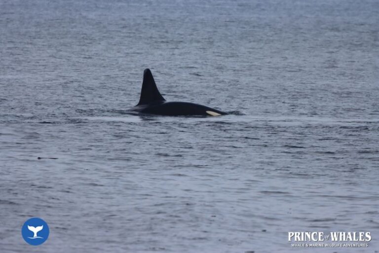 10 Prince Of Whales Whale Watching Telegraph Cove 2026 08 19 11 19 05 000 Hd728