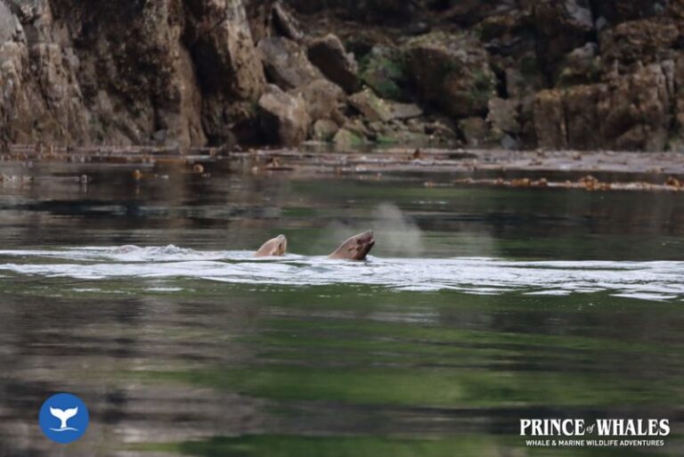 11 Prince Of Whales Whale Watching Telegraph Cove 2026 08 01 10 28 07 000 H47wc