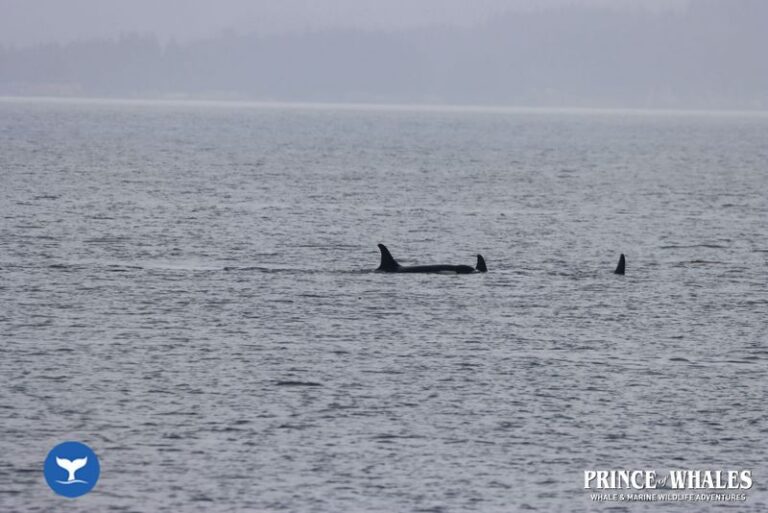 11 Prince Of Whales Whale Watching Telegraph Cove 2026 08 19 11 23 07 000 Hd72a