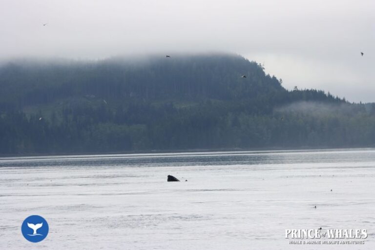 12 Prince Of Whales Whale Watching Telegraph Cove 2026 08 18 12 06 19 000 Hcrs3