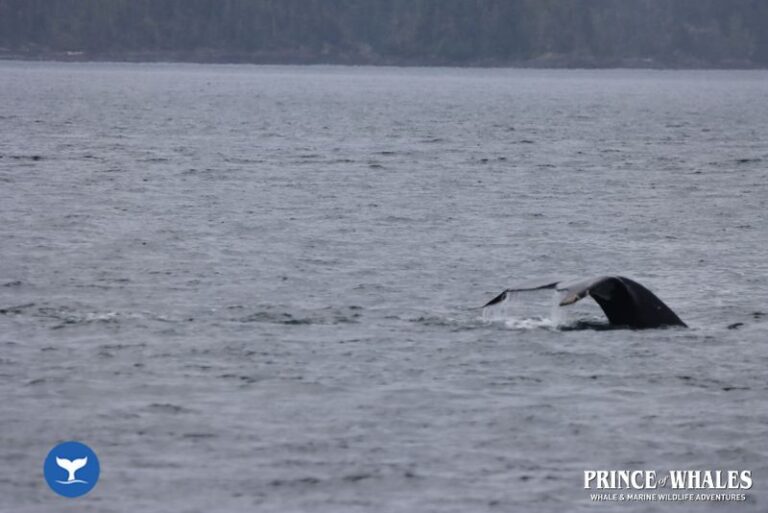 13 Prince Of Whales Whale Watching Telegraph Cove 2026 07 31 12 08 16 000 H3r6y
