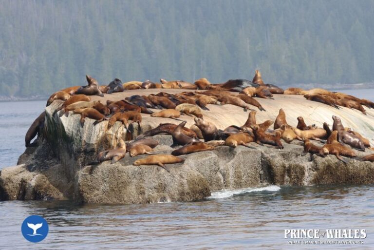 13 Prince Of Whales Whale Watching Telegraph Cove 2026 08 19 11 55 19 000 Hd72n