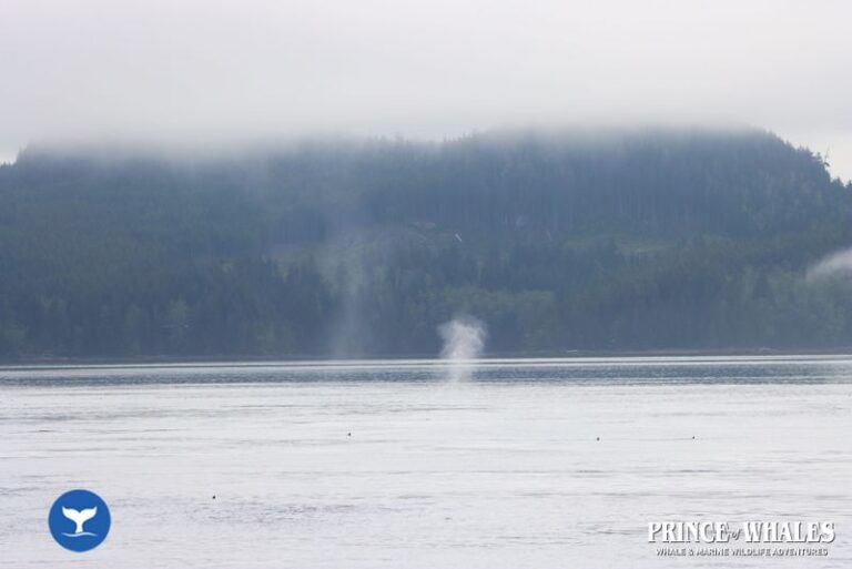 14 Prince Of Whales Whale Watching Telegraph Cove 2026 08 18 12 06 51 000 Hcrsb