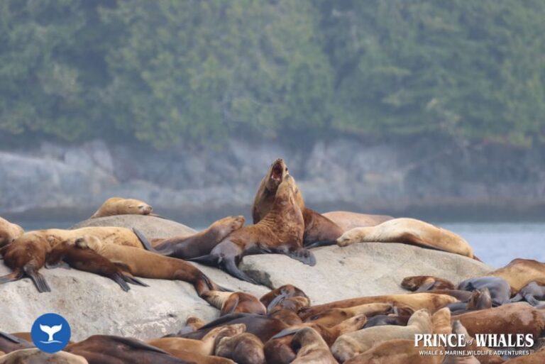 14 Prince Of Whales Whale Watching Telegraph Cove 2026 08 19 11 53 50 000 Hd72h