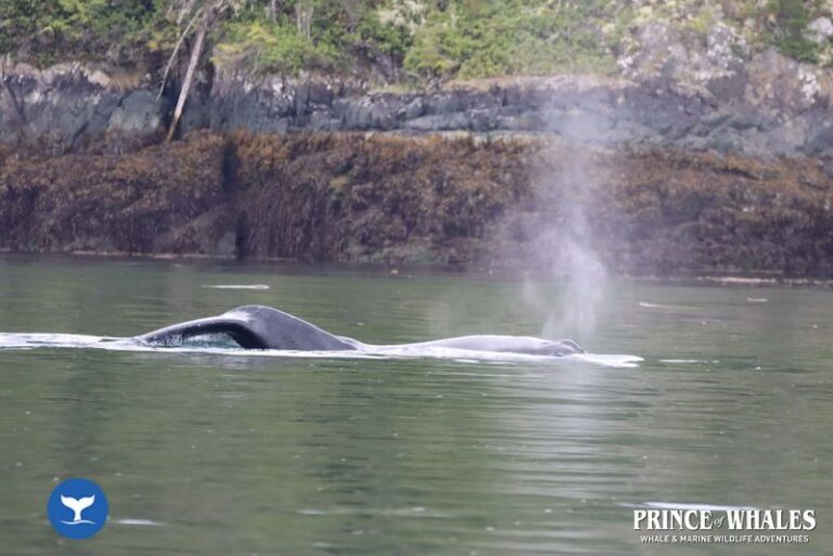 15 Prince Of Whales Whale Watching Telegraph Cove 2026 08 01 11 07 10 000 H47zn