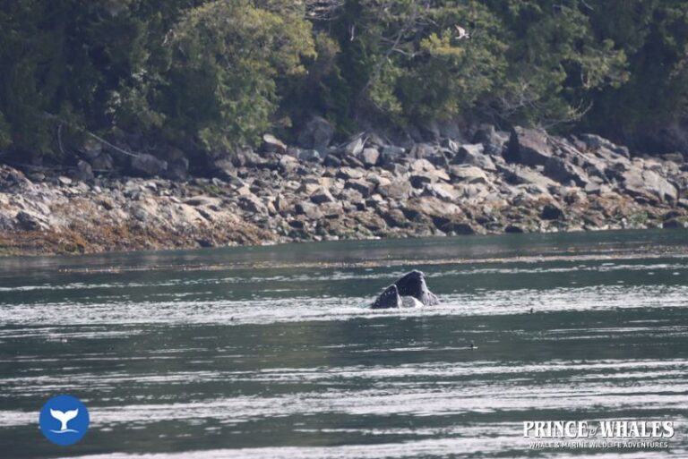 16 Prince Of Whales Whale Watching Telegraph Cove 2026 08 18 12 10 43 000 Hcrpl