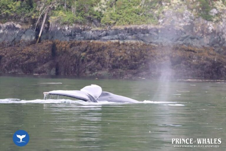 17 Prince Of Whales Whale Watching Telegraph Cove 2026 08 01 11 07 12 000 H47zx