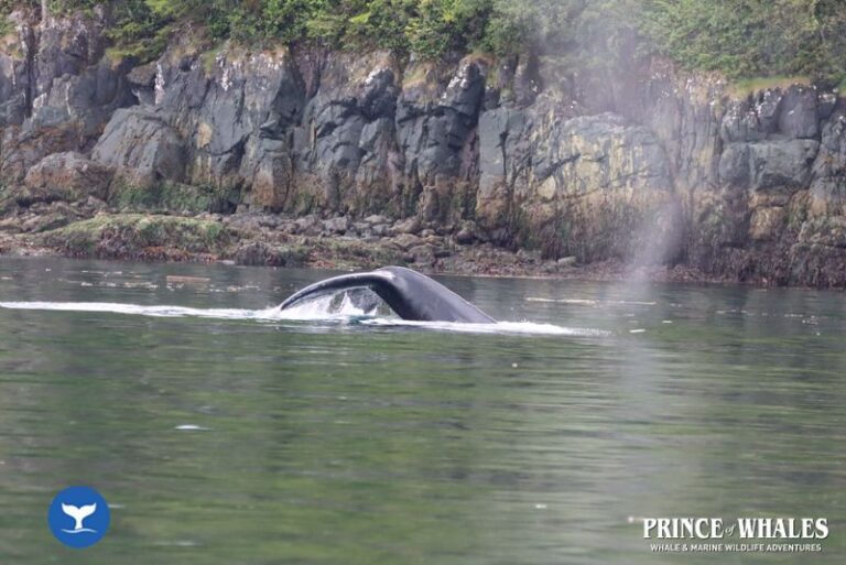 19 Prince Of Whales Whale Watching Telegraph Cove 2026 08 01 11 08 40 000 H480l