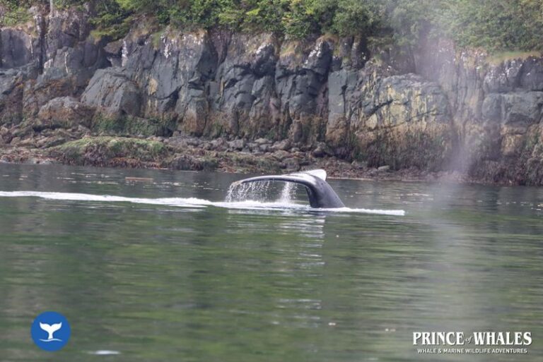 20 Prince Of Whales Whale Watching Telegraph Cove 2026 08 01 11 08 41 000 H480p