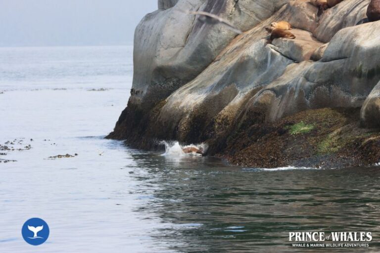 20 Prince Of Whales Whale Watching Telegraph Cove 2026 08 19 11 57 32 000 Hd74b