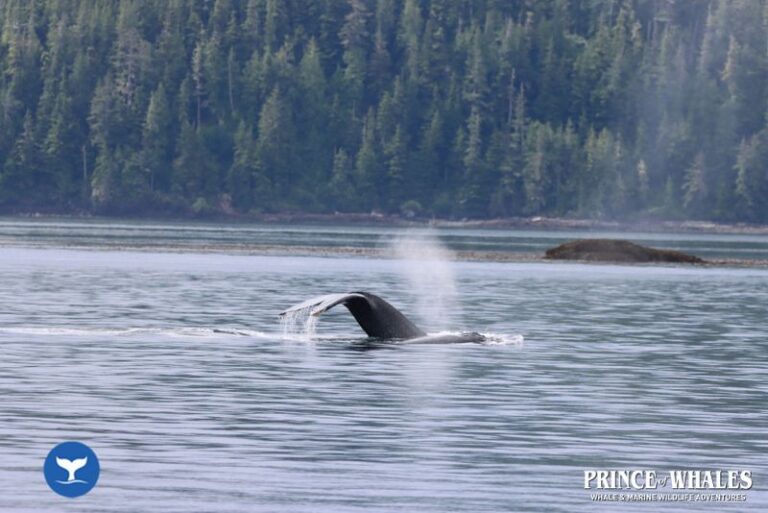 21 Prince Of Whales Whale Watching Telegraph Cove 2026 08 01 11 16 40 000 H480u