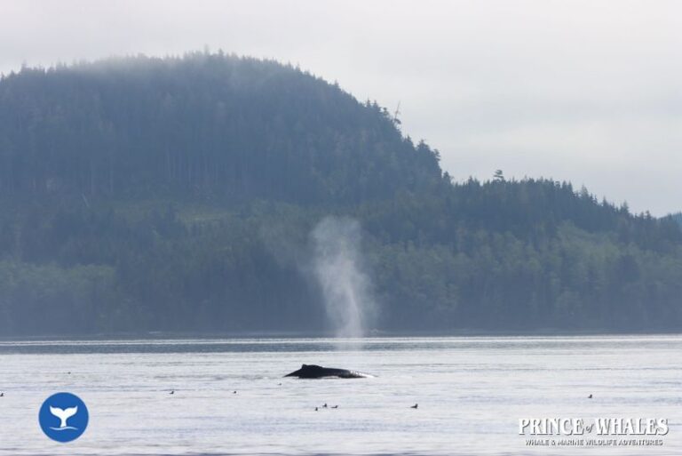 21 Prince Of Whales Whale Watching Telegraph Cove 2026 08 18 12 14 21 000 Hcrp2