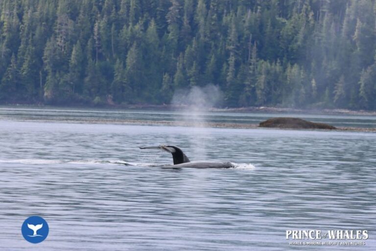 22 Prince Of Whales Whale Watching Telegraph Cove 2026 08 01 11 16 41 000 H480z