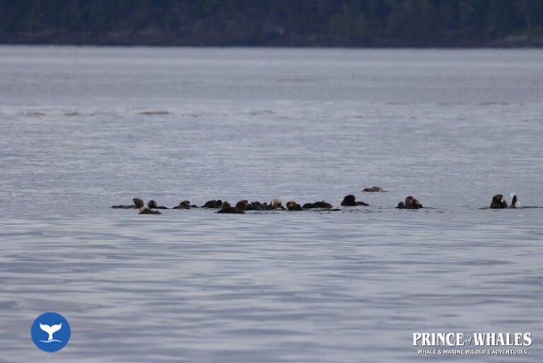 23 Prince Of Whales Whale Watching Telegraph Cove 2026 08 01 11 37 22 000 H4816