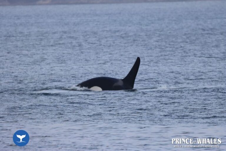 24 Prince Of Whales Whale Watching Telegraph Cove 2026 08 19 11 18 45 000 Hd723