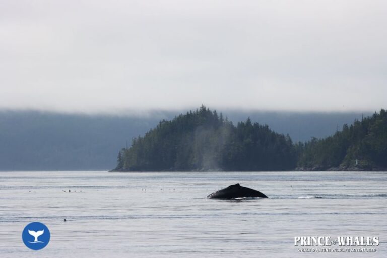 25 Prince Of Whales Whale Watching Telegraph Cove 2026 08 18 12 21 27 000 Hcrt5