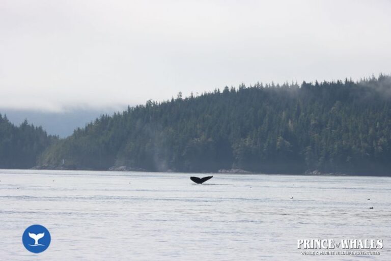 26 Prince Of Whales Whale Watching Telegraph Cove 2026 08 18 12 18 49 000 Hcrt3