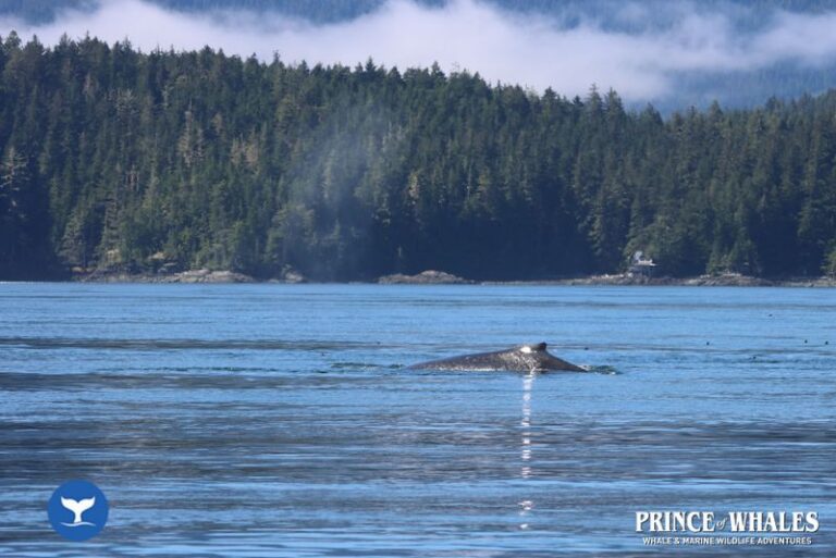 27 Prince Of Whales Whale Watching Telegraph Cove 2026 08 18 12 22 18 000 Hcrt8
