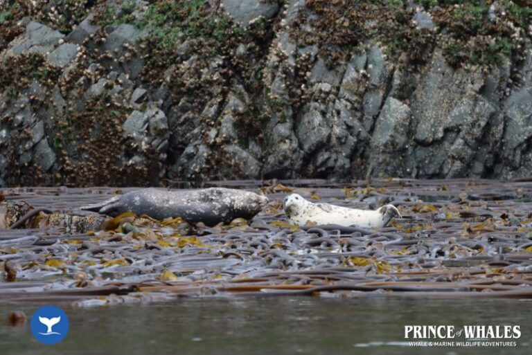 28 Prince Of Whales Whale Watching Telegraph Cove 2026 08 01 10 24 19 000 H47vy