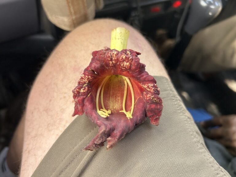 11 IMG 3755